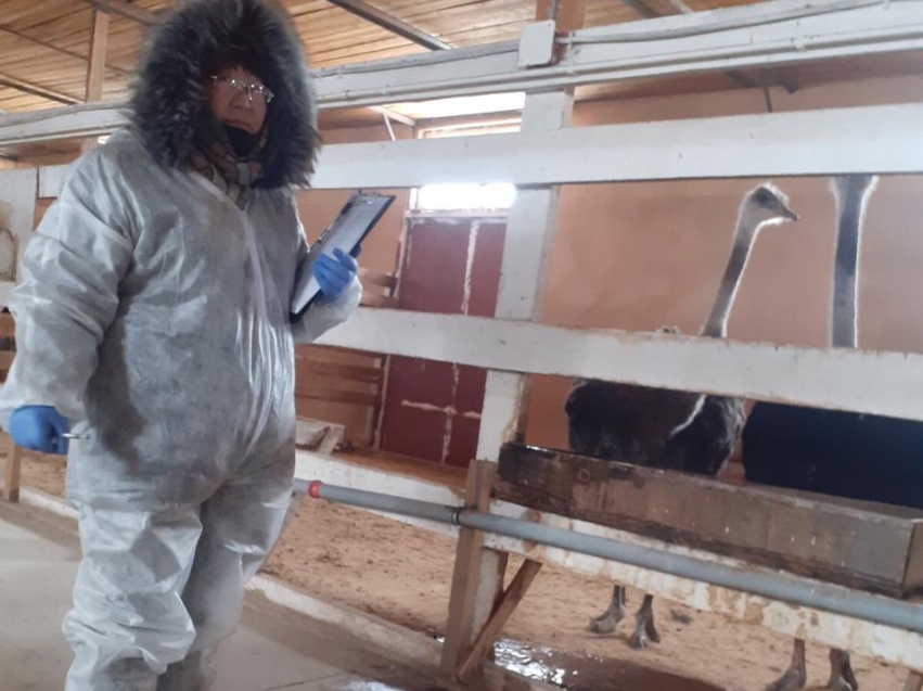Ветспециалисты провакцинировали животных на страусиной ферме в Забайкалье